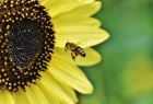 pszczoła i słonecznik